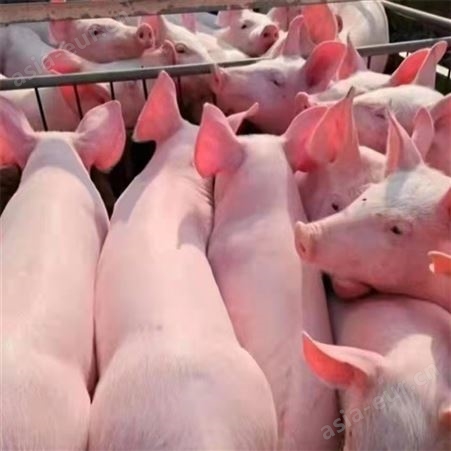 育肥好的小猪仔 20-60斤猪苗 生猪小猪养殖场 头胎个头大涨得快