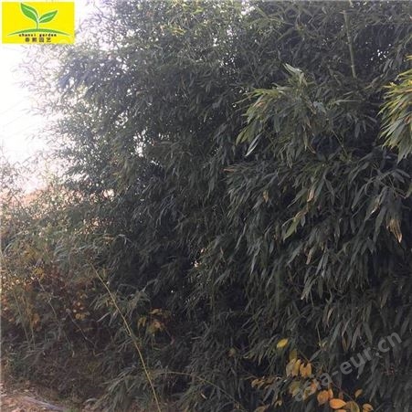 供应2米2.5米3米竹子苗 绿化园林植物 耐寒耐旱苗木