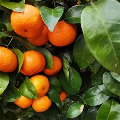 自然全熟现摘 广西砂糖橘 小橘子无核沙糖橘水果甜橘子薄皮桔 蜜桔