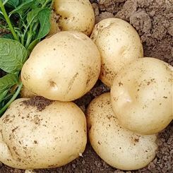 升鑫种植 农家绿色有机土豆 马铃薯种子 马铃薯 基地直供