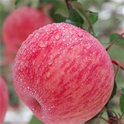 红富士苹果批发商 脆甜多汁 冰糖心苹 果 新鲜水果产地 一件代发